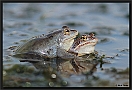 Heikikker, Moorfrog, Rana arvalis Location: Twente, the Netherlands hiekikker MG 5648 kopie